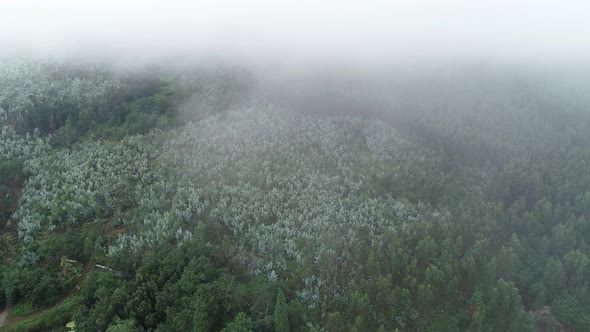 Rain Forest Aerial View