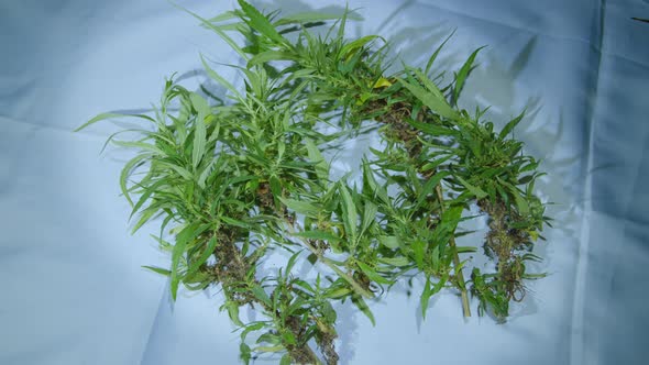 Flowers And Cannabis Seeds On The White Fabric.