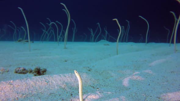 Underwater Beautiful Garden Eels