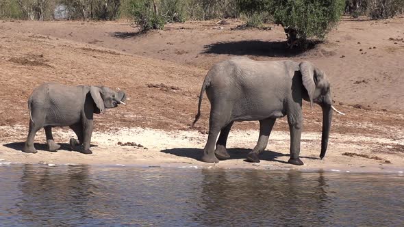 Herd of Elephants At The River