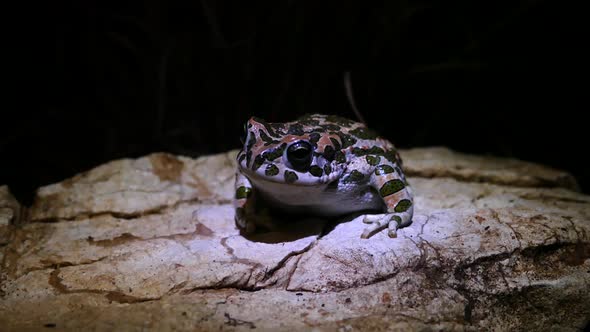 European green toad on a rock at night 