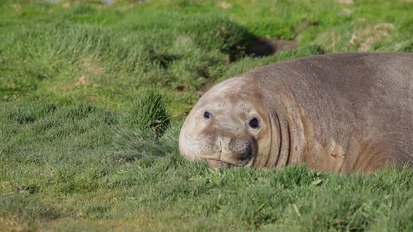 Large Elephant Seal On South Georgia Island