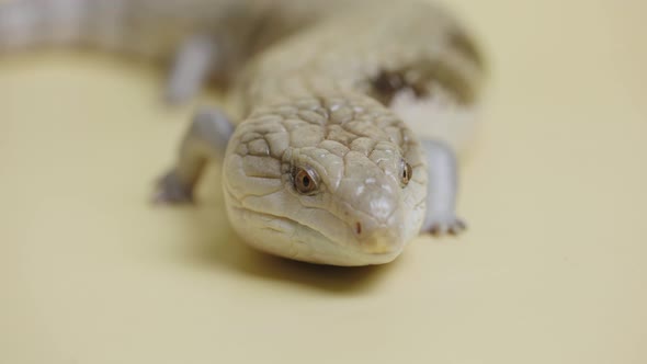 Eastern Blue Tongue Lizard Tiliqua Scincoides Sticks Out His Tongue on a Beige Background