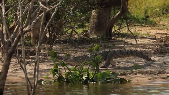 Slow Motion of the Crocodile Coming to the Waters of the River Nile