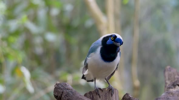 Portrait shot of beautiful exotic Green Jay Bird Cyanocorax Yncas) perched on wooden pile in nature