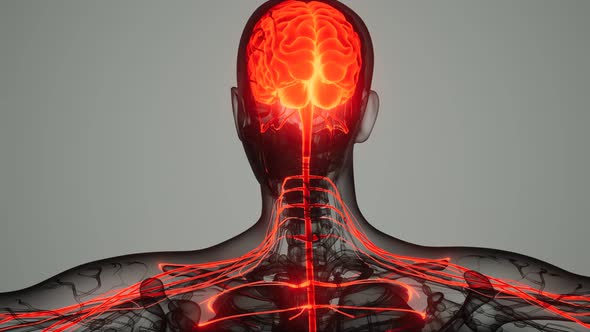 Brain and Nervous System of Human alt