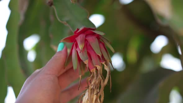 Closeup Female Hand Touching Cactus Flower Outdoors