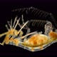 Crustacean Dulichia Sp. Under the Microscope, of the Dulichiidae Family, Female with Embryos in - VideoHive Item for Sale