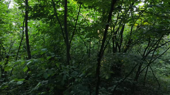 Trees in the Forest During the Day