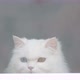 White Cat Looks Out the Window - VideoHive Item for Sale