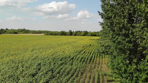 Agricultural Cultivation of Sunflower in the Field