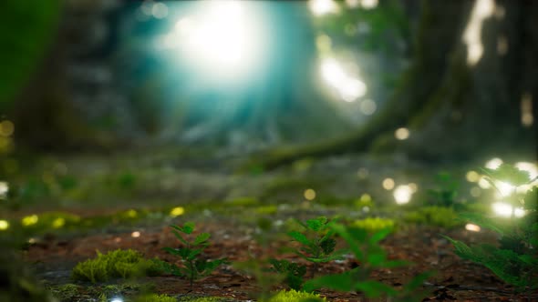 Sunlight Rays Pour Through Leaves in a Rainforest