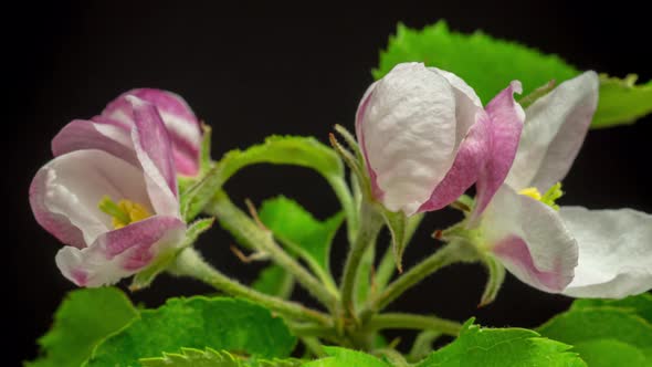 Apple Fruit Flower Blossom Timelapse on Black