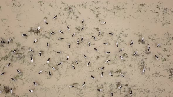 Aerial Asian openbill in paddy field 