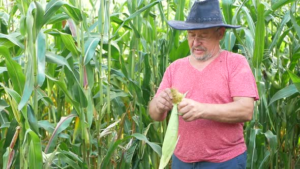 Farmer inspecting corn cob at his field