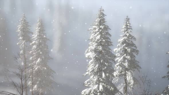 Misty Fog in Pine Forest on Mountain Slopes alt