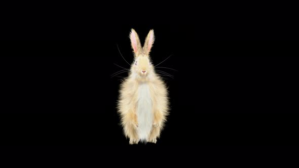 Rabbit Dancing 4K