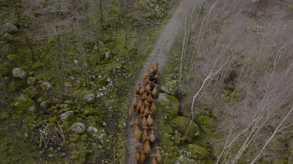 Herd of highland cattle trots down gravel road in mountain woodland; aerial