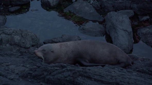 New Zealand fur sealing on rocks at shallow water, relaxing at blue hour night time
