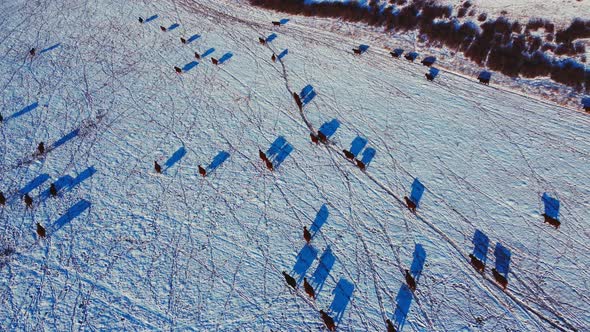 Cow cattle herd walking on field in winter on snow from above tilt