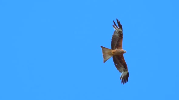 Tracking shot of soiring milvus eagle against blue sky with no clouds in nature