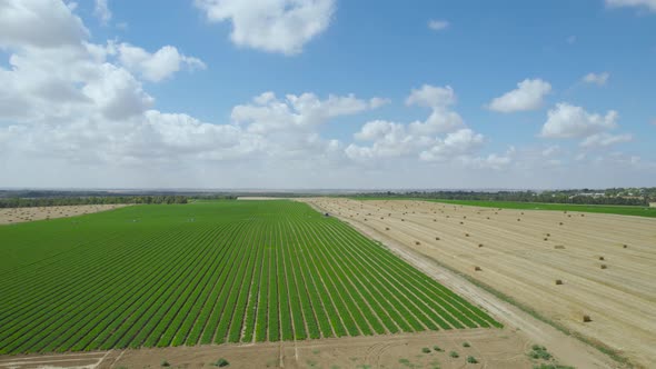 Straw Fields At Sdot Negev Settlement's, Israel