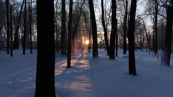 Bright Beams of Rising Sun Shine on Bare Forest Trees