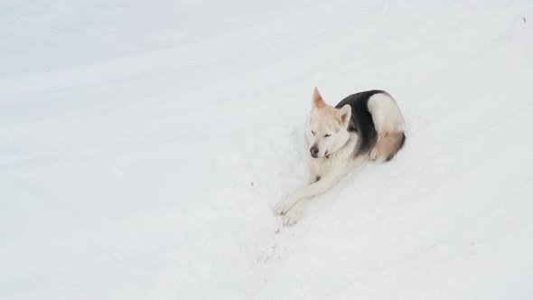 A Husky-Wolf sitting in the snow