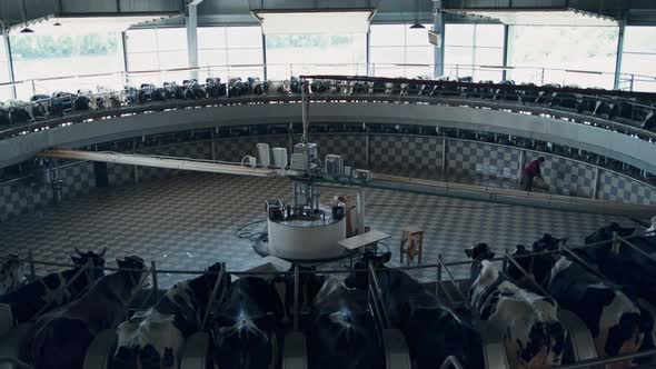 Technological Cow Milking Carousel in Modern Automatic Cowshed Producing Milk