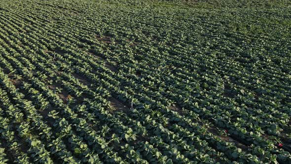 Large Cabbage Plantation