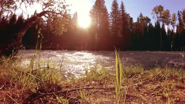 Meadow at Mountain River Bank. Landscape with Green Grass, Pine Trees and Sun Rays. Movement on