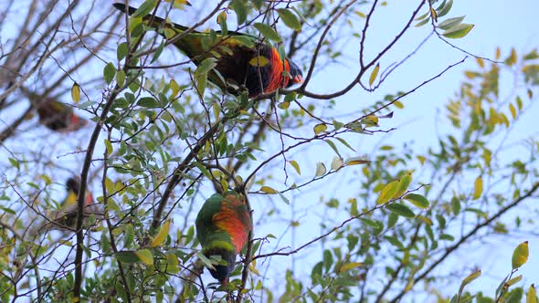 Pair Of Rainbow Lorikeet Birds Feeding On Gum Leaves Upside Down, SLOW MOTION