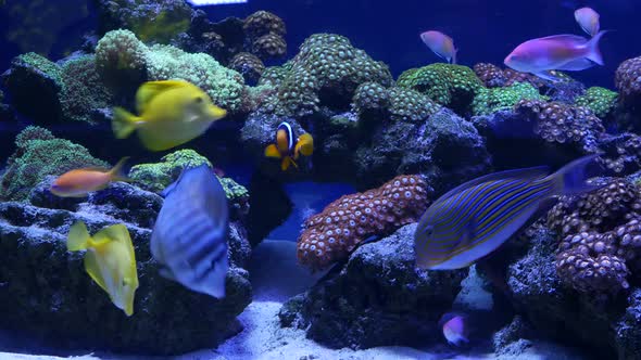 Species of Soft Corals and Fishes in Lillac Aquarium Under Violet or Ultraviolet Uv Light. Purple