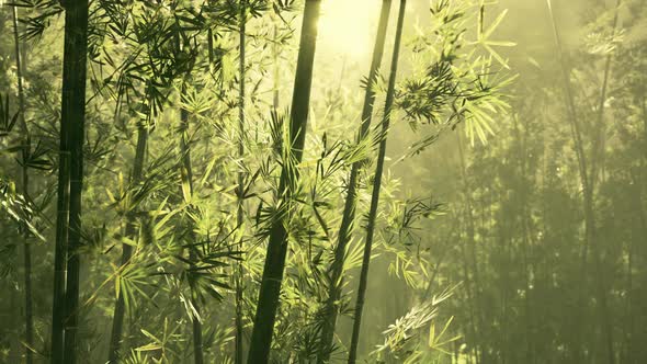 Bamboo Grove in Dense Fog