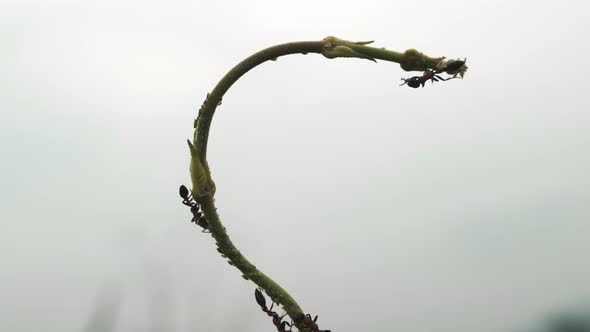 Silhouette of fire ant on plant.