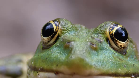 Frog Funny Looks at Camera. Portrait of Green Toad Sits on the Sand.