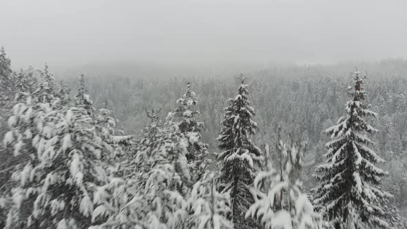Epic View Of Snowy Pine Tree Forest 