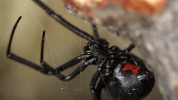 Macro view of Black Widow Spider showing red hourglass on abdomen