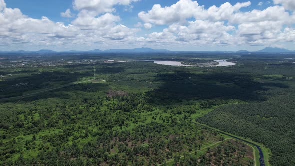 Aerial View of The Palm Oil Estates