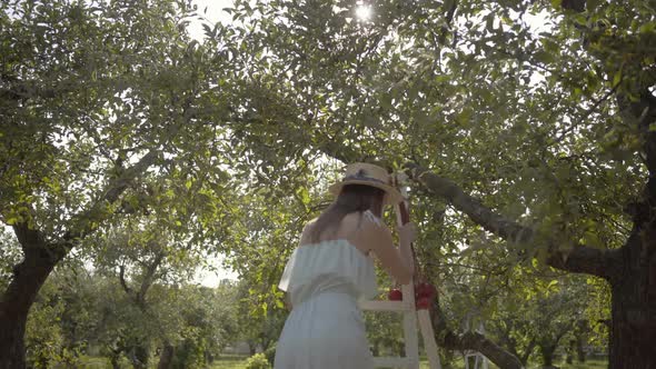 Back View of Attractive Young Woman in Straw Hat and Long White Dress Picking Apples Standing