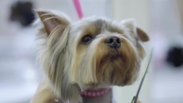 The Woman Hand Grooming Obedient Small Yorkshire Terrier Getting His Hair Cut
