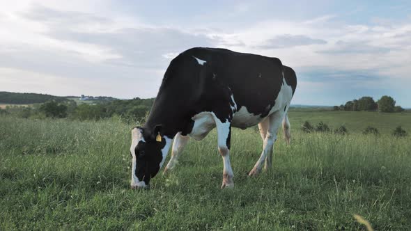 Low, side view of Holstein dairy cow grazing in large grassy field.