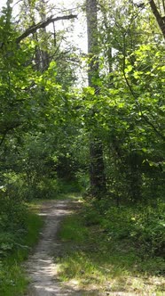 Vertical Video of Green Forest By Day