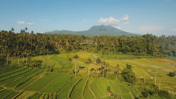 Mountain Landscape with Rice Terrace Field Bali Indonesia