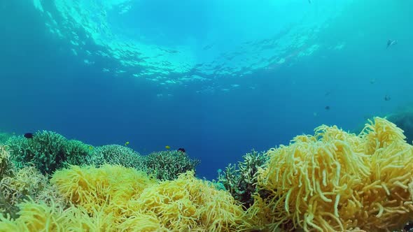 The Underwater World of a Coral Reef