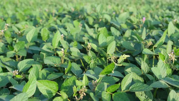 Field of Green Soybeans