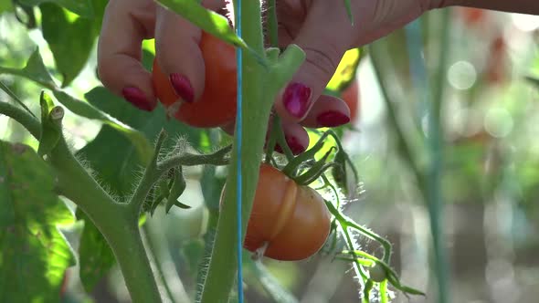 Harvest Time For Tomatoes