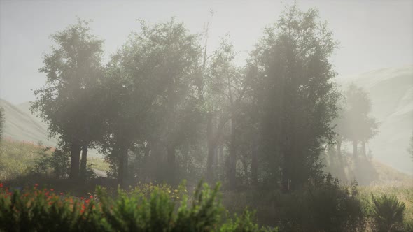 Sunbeams Entering Coniferous Stand on a Misty Summer Morning