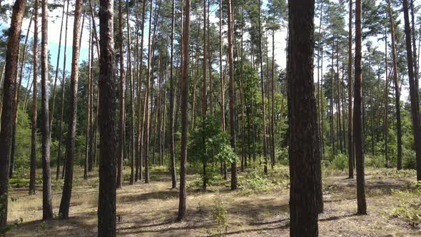 Trees in the Forest During the Day