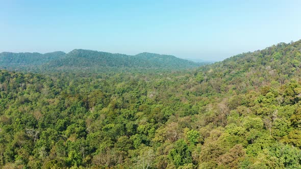 Flying over a jungle as Parakeets circle the camera over the dense forest